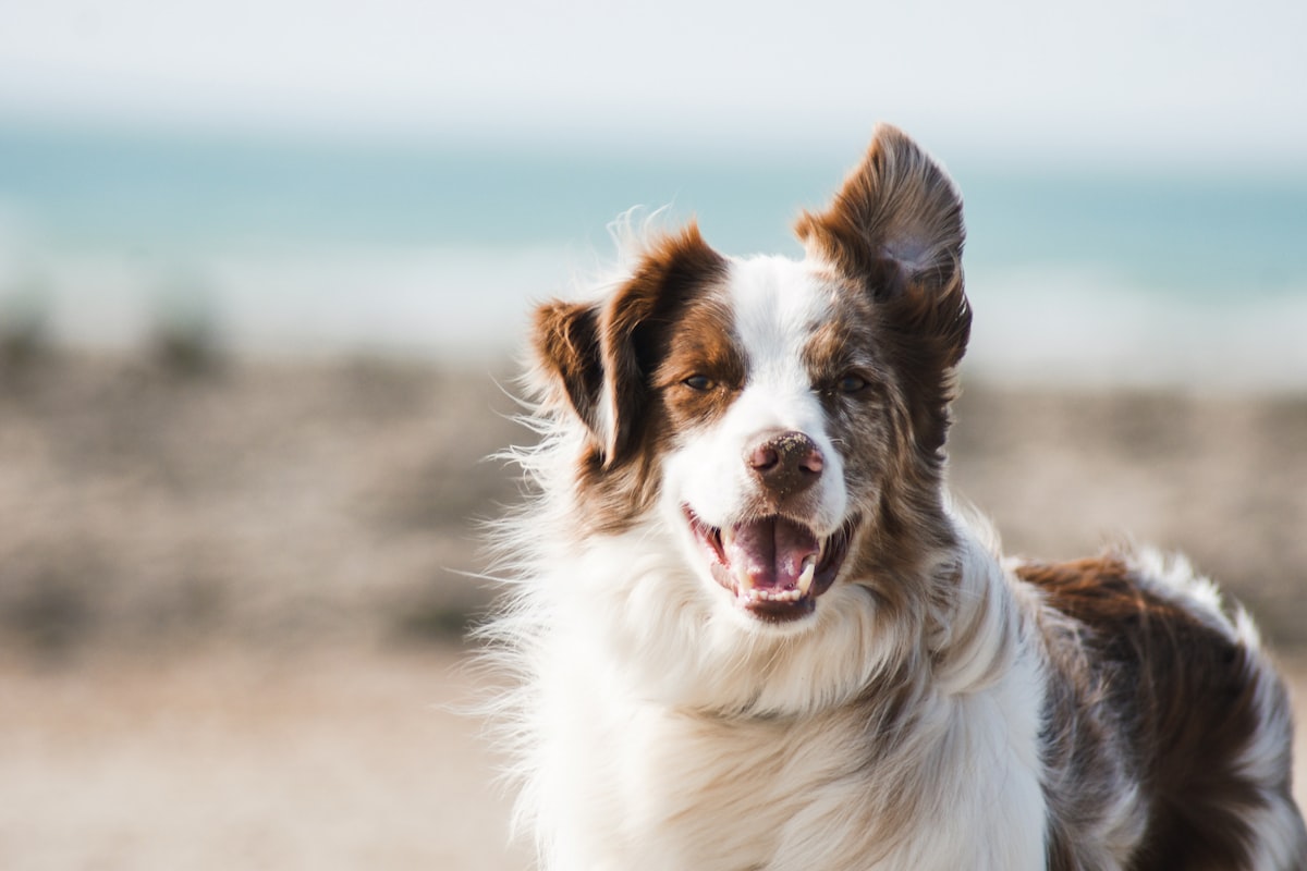 Happy dog running outdoors