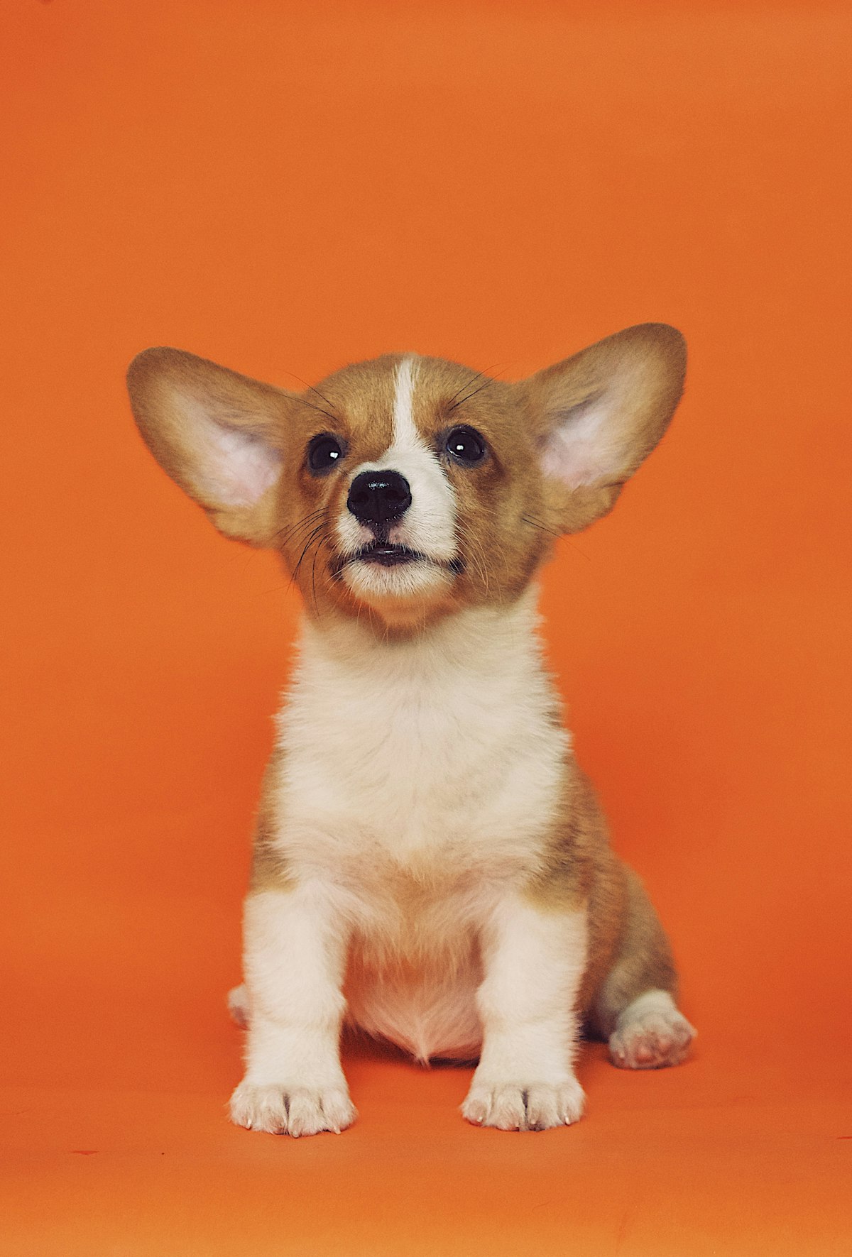 Teaching a Reliable Sit and Down