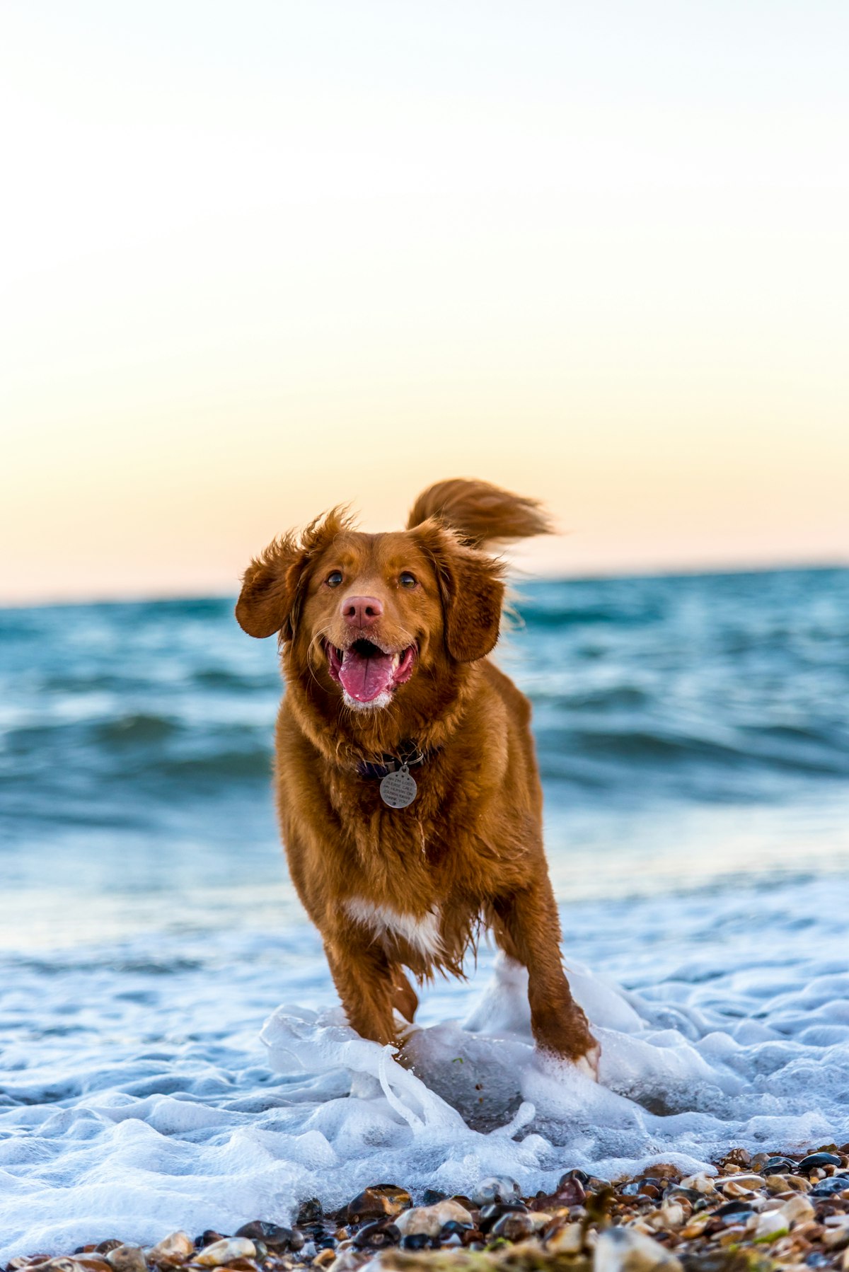 How to Stop Your Dog Jumping Up on People